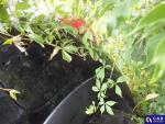 Citroën C3 IV 1.2 12V PureTech MR`20 E6.3/4 Aukcja 294174 - grafika 37
