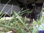 Ford Transit FT Connect 220 L1 1.5 TDCi MR`15 E6 2.2t Aukcja 295678 - grafika 80