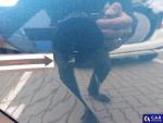 Volkswagen Tiguan FL 1.5 TSI MR`21 E6 Aukcja 295961 - grafika 114