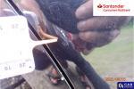 Toyota Camry 2.5 Hybrid Comfort CVT Aukcja 297158 - grafika 73