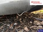 Opel Astra V 1.6 CDTI Enjoy S&S Aukcja 310556 - grafika 80