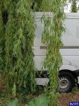 Mercedes-Benz Sprinter 313  CDI MR`13 E5 3.5t Aukcja 312000 - grafika 25