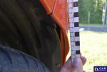 Opel Corsa F 1.2 MR`19 E6d Aukcja 313563 - grafika 62